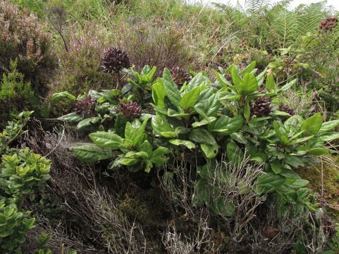 Viburnum treleasei