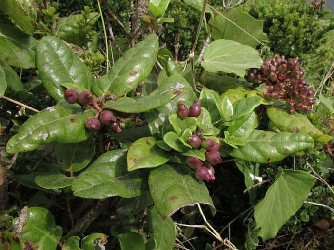 Viburnum treleasei