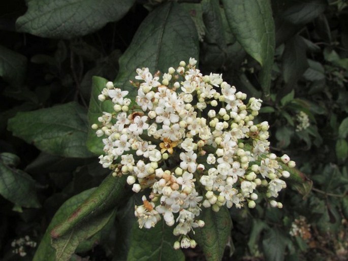 VIBURNUM RUGOSUM Pers. – kalina kanárská