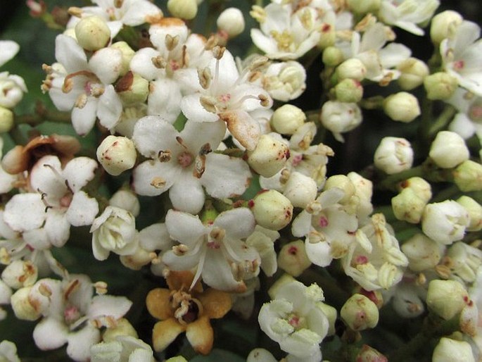 Viburnum rugosum