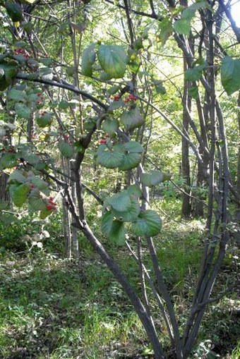 Viburnum dilatatum