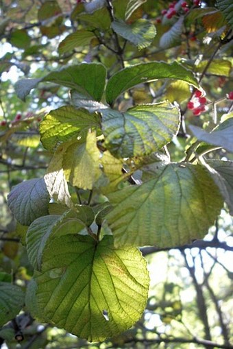 Viburnum dilatatum