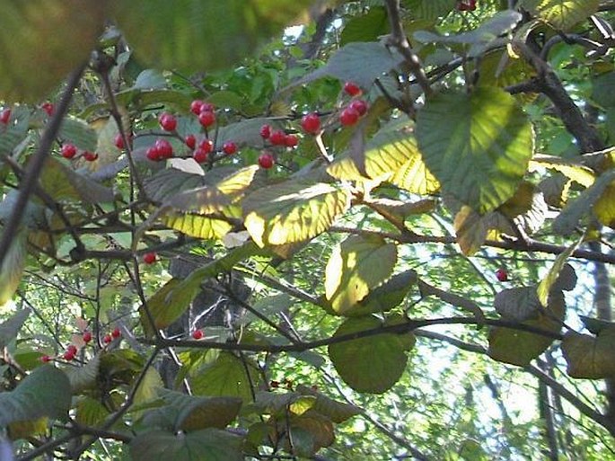 Viburnum dilatatum