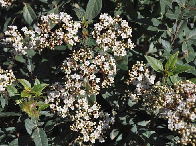 VIBURNUM TINUS L. – kalina