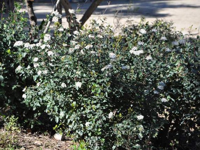 Viburnum tinus