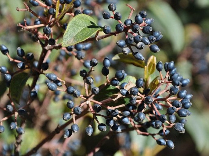 Viburnum tinus