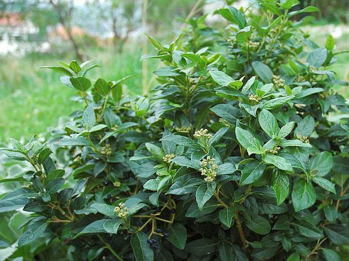 Viburnum tinus