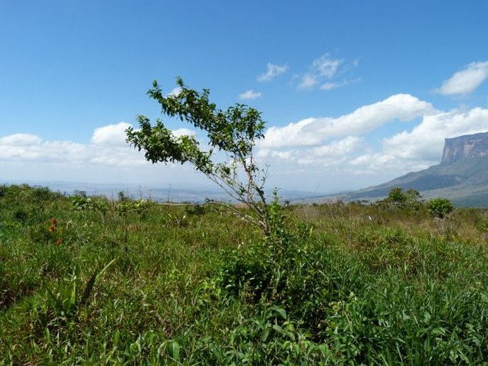 Viburnum tinoides