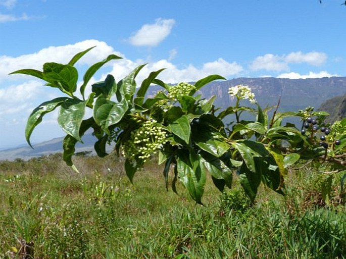 Viburnum tinoides