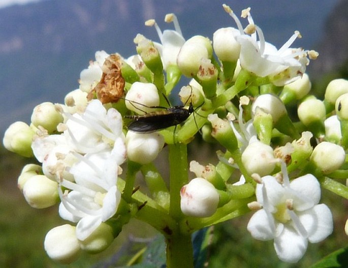 Viburnum tinoides