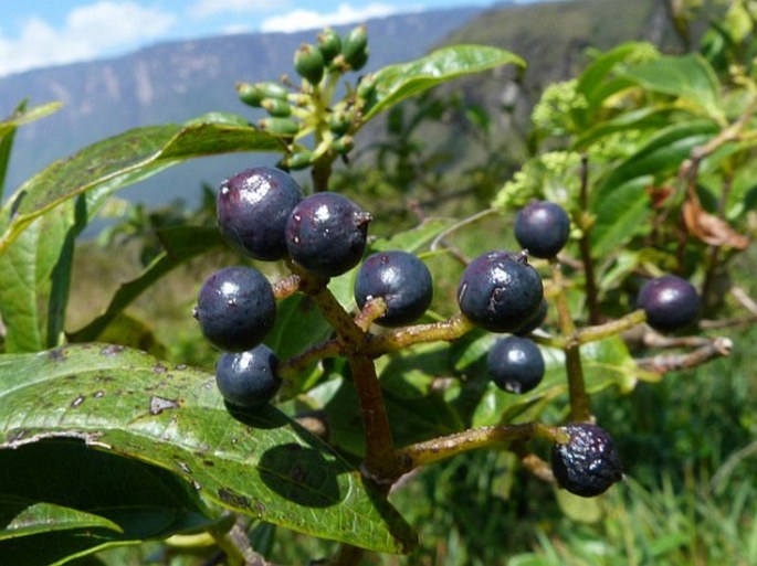 Viburnum tinoides