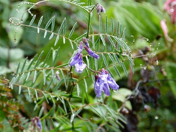 Vicia andicola