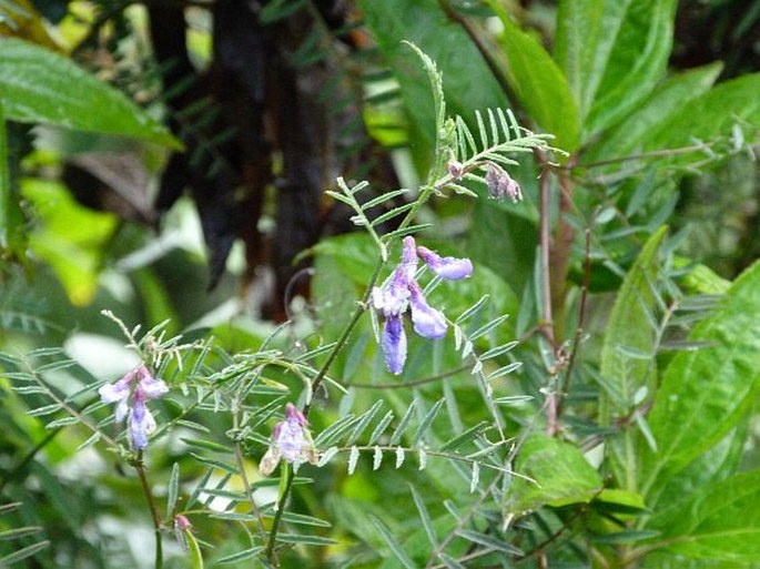 Vicia andicola