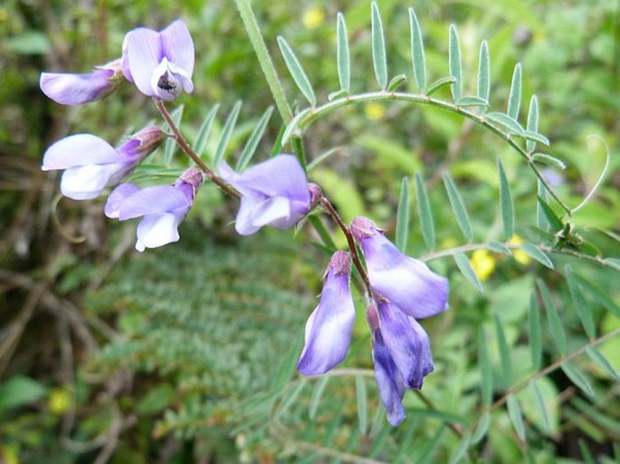 Vicia andicola