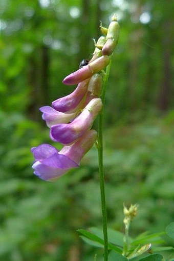 Vicia cassubica