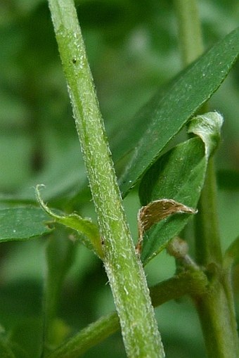 Vicia cassubica