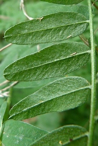 Vicia cassubica