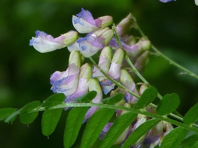 Vicia cassubica