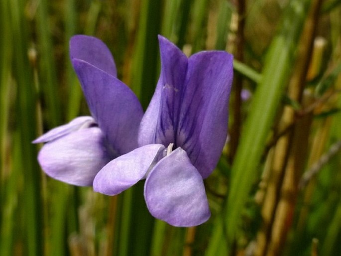 Vicia graminea