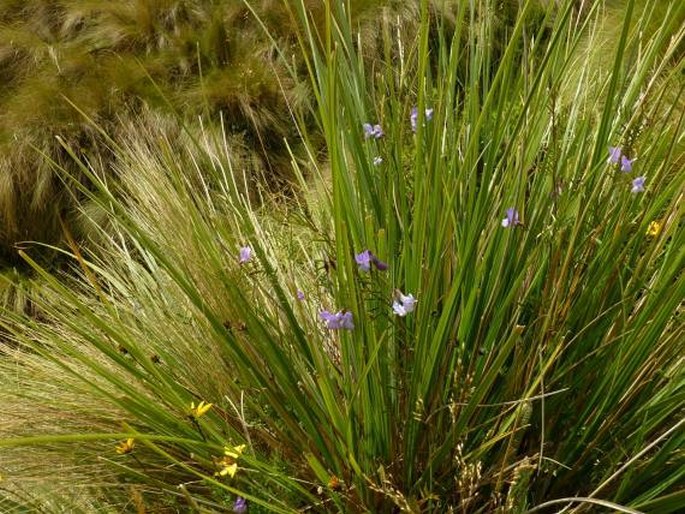 Vicia graminea