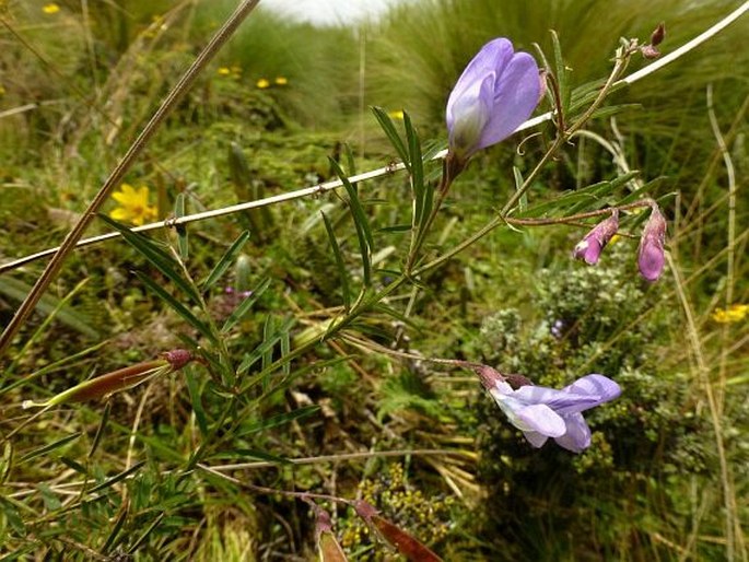 Vicia graminea