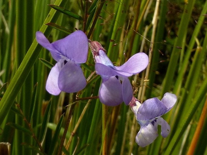 Vicia graminea