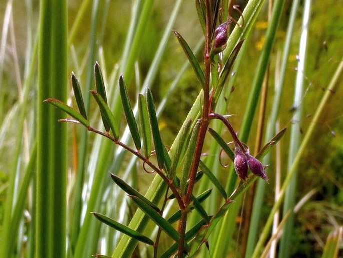 Vicia graminea