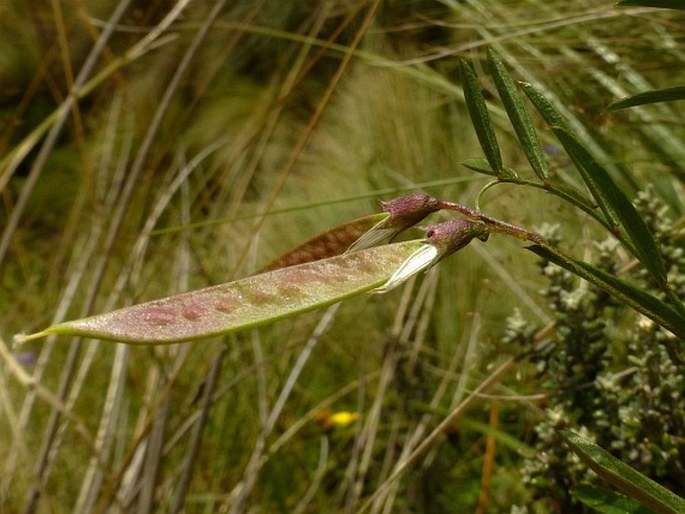 Vicia graminea