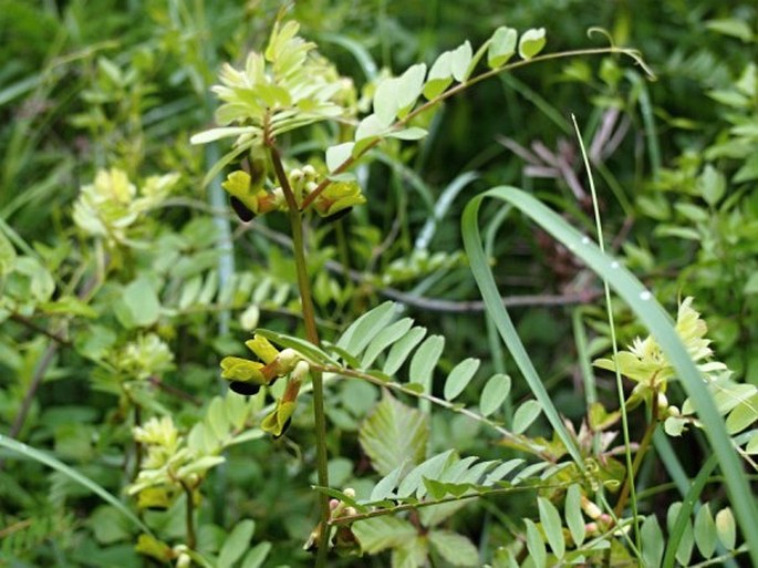 Vicia melanops