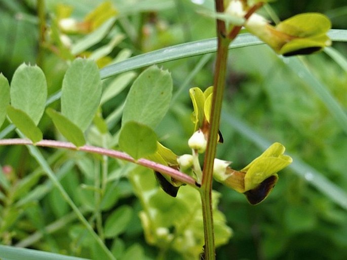 Vicia melanops