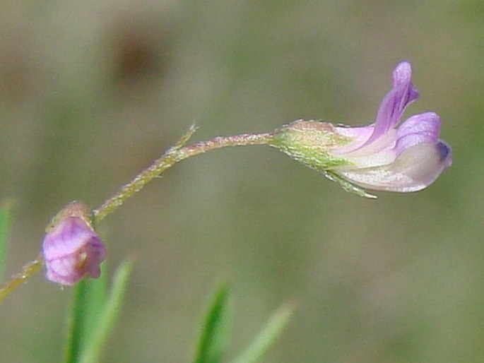 Vicia tetrasperma