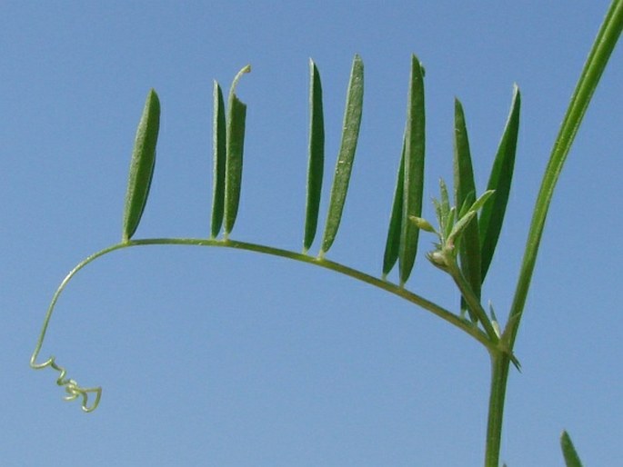 Vicia tetrasperma