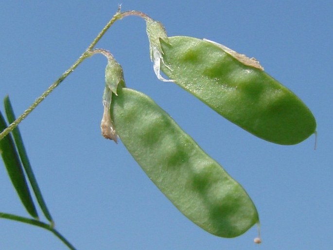 Vicia tetrasperma