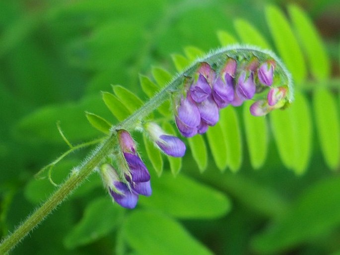 Vicia cracca subsp. incana