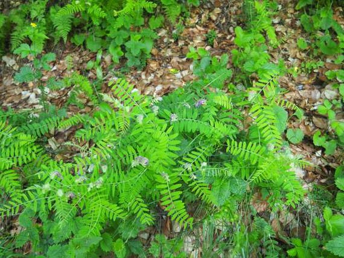 Vicia cracca subsp. incana