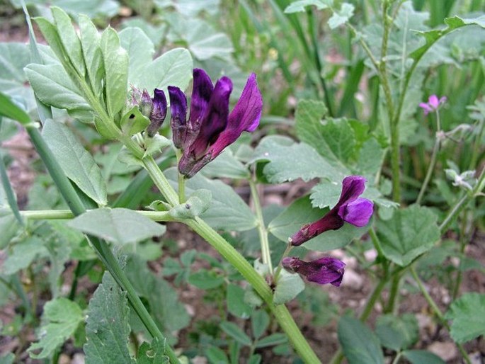 Vicia narbonensis