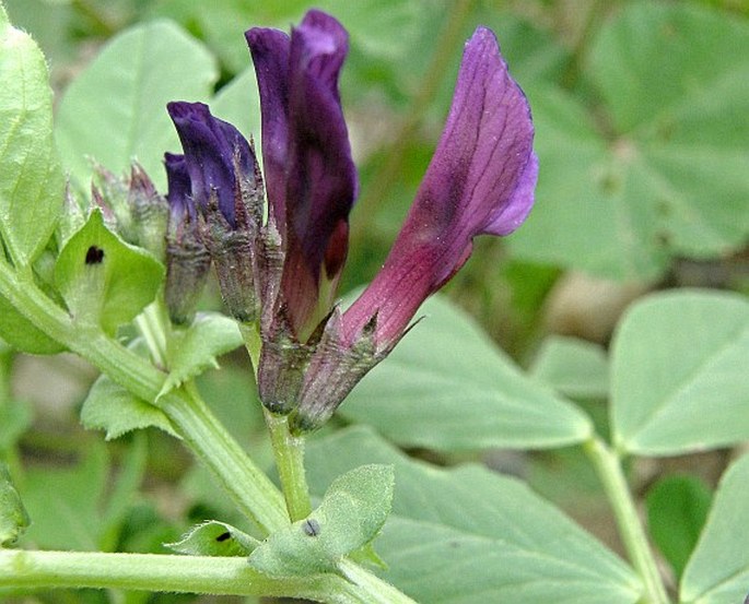 Vicia narbonensis