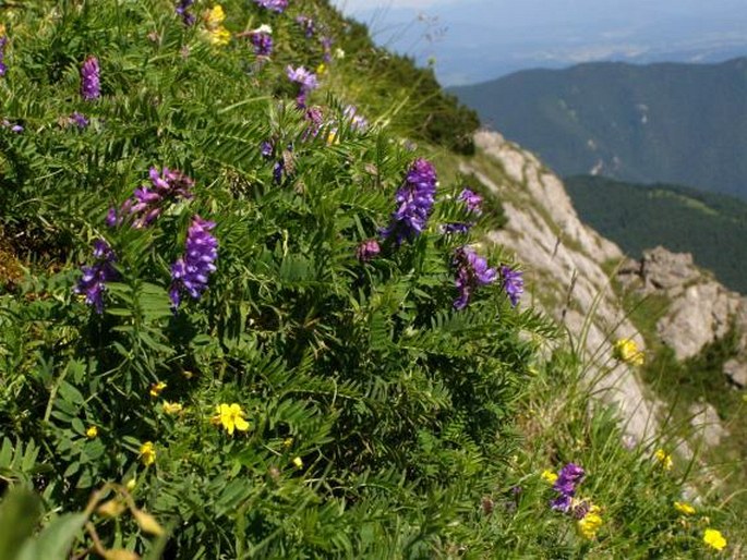 Vicia oreophila