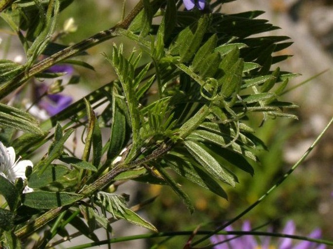 Vicia oreophila