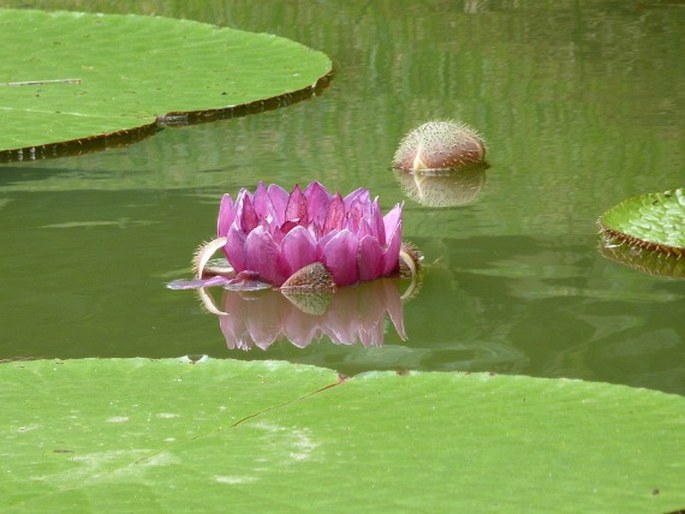 VICTORIA AMAZONICA (Poepp.) J. C. Sowerby