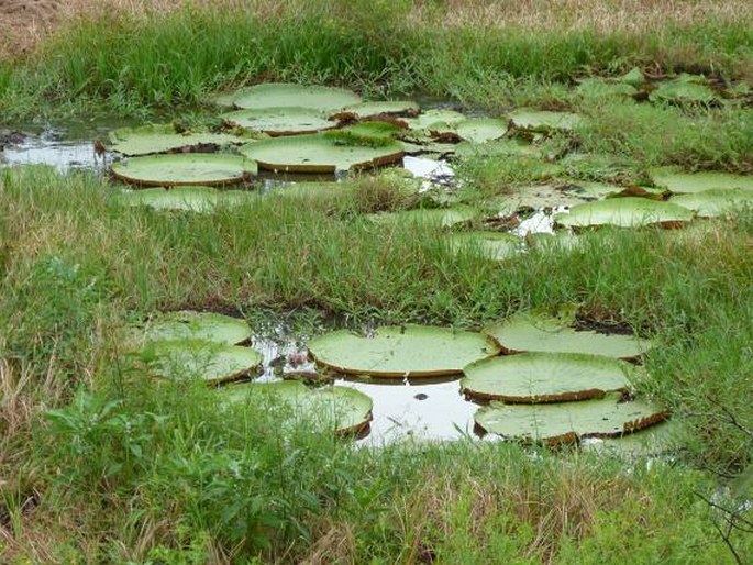 Victoria amazonica