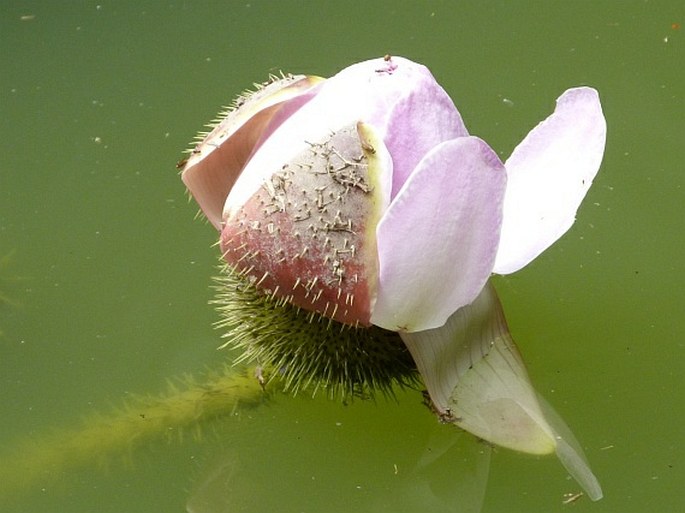 Victoria amazonica