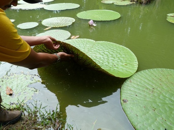 Victoria amazonica