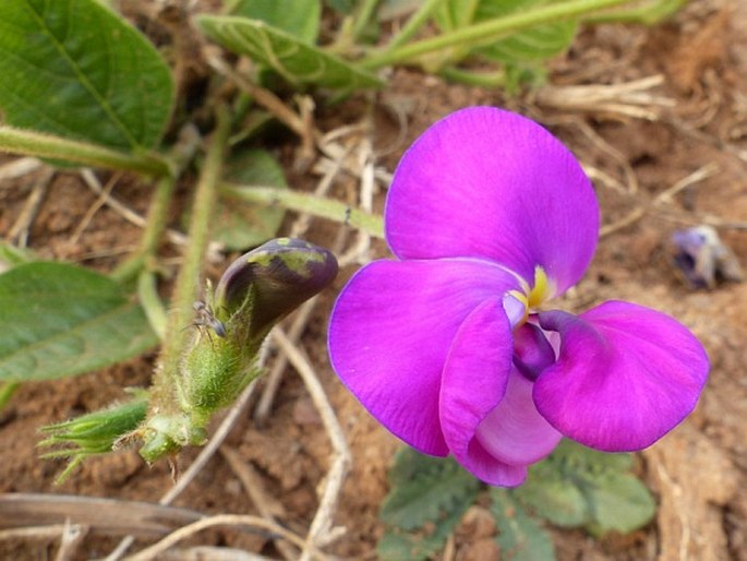 VIGNA VEXILLATA var. DAVYI (Bolus) B. J. Pienaar