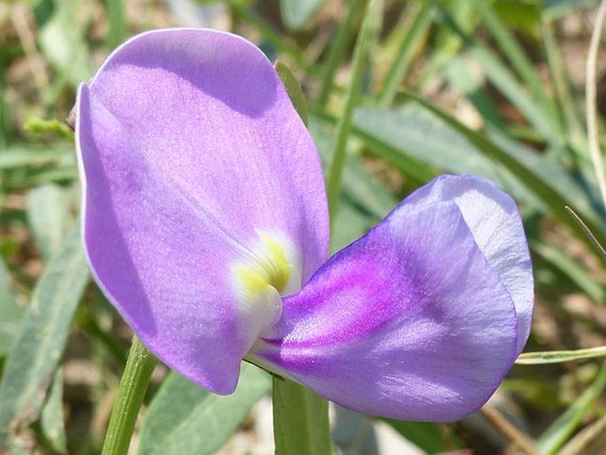 Vigna unguiculata subsp. stenophylla