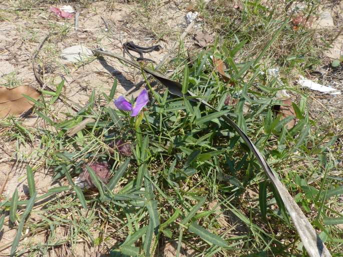 Vigna unguiculata subsp. stenophylla