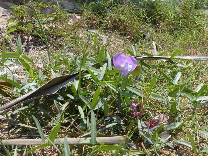 Vigna unguiculata subsp. stenophylla