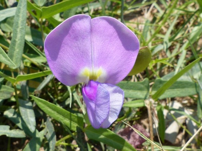 Vigna unguiculata subsp. stenophylla