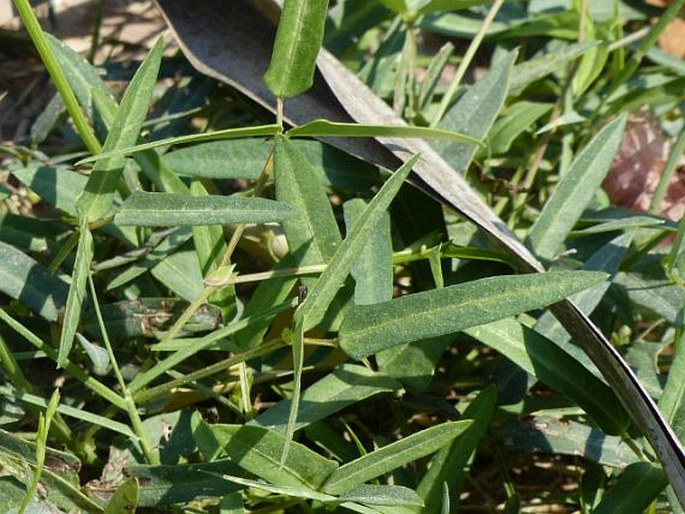 Vigna unguiculata subsp. stenophylla