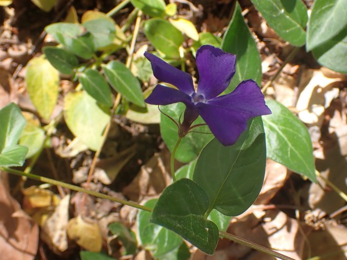 Vinca major subsp. balcanica